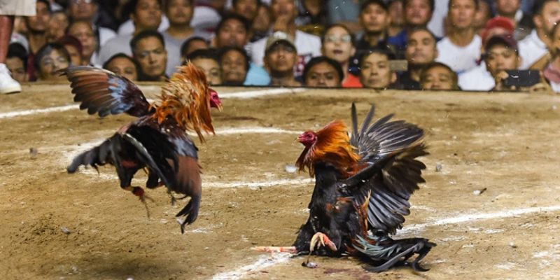 Cách chơi đá gà thắng lớn – Bí kíp hay từ cao thủ
