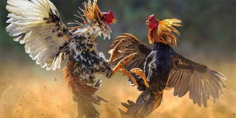 Thông tin tổng quan về cách chơi đá gà trực tuyến 789Win