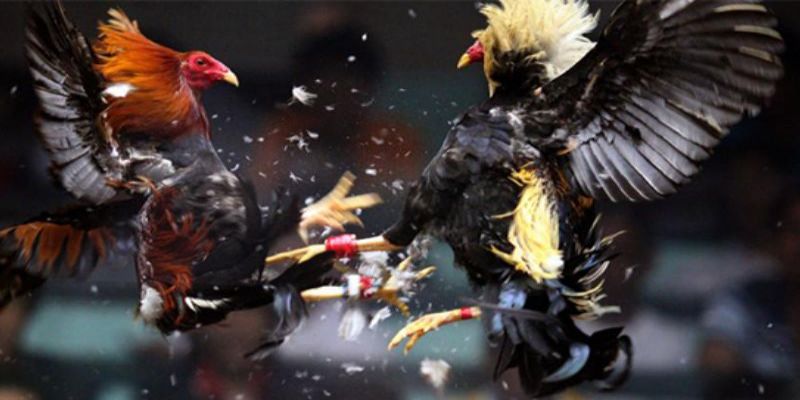Giới thiệu đôi nét về đá gà casino 789Win