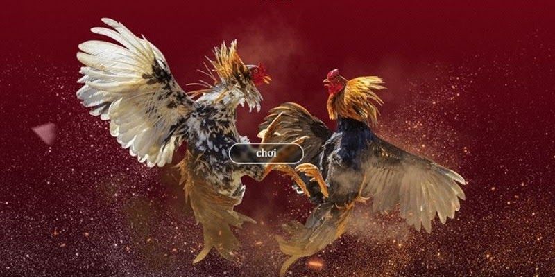 Sơ lược về sảnh đá gà trực tiếp