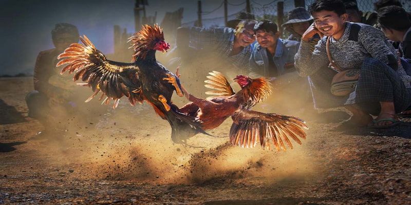 Những loại hình đá gà trực tiếp được kê thủ yêu thích