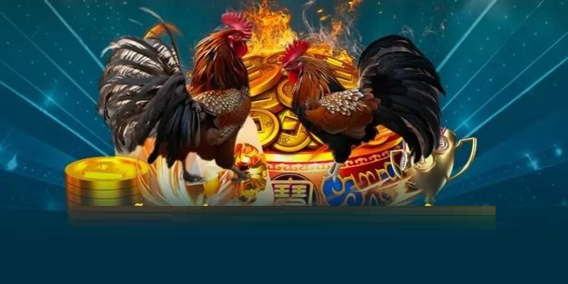 Hình thức đá gà đa dạng chỉ có tại 789Win